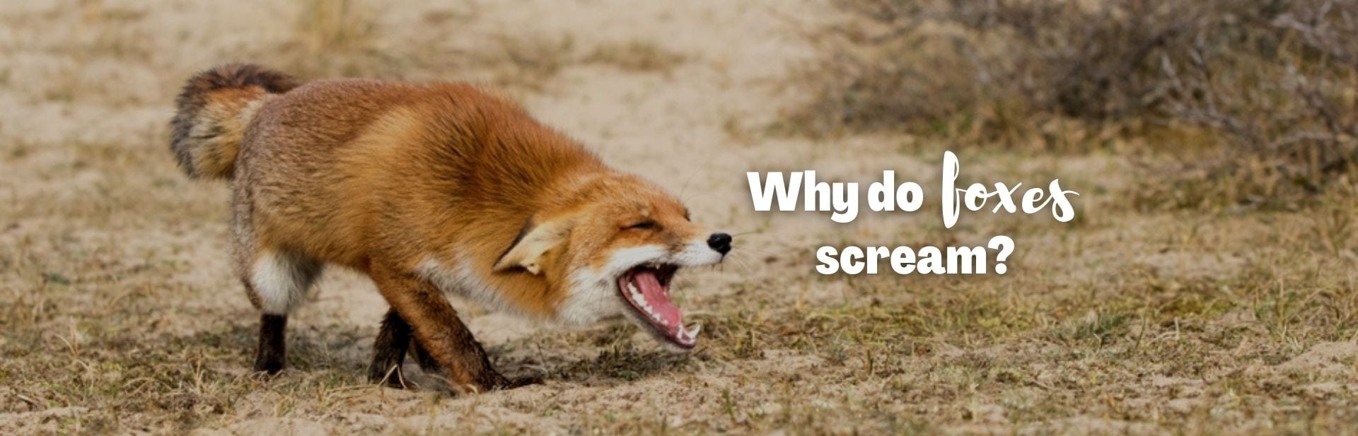 Why Do Foxes Scream? The Fascinating Language of Foxes