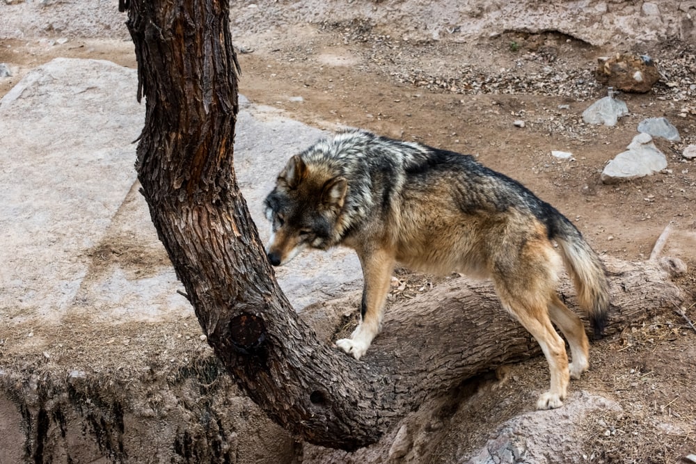 Wolf sniffing the bark of a tree