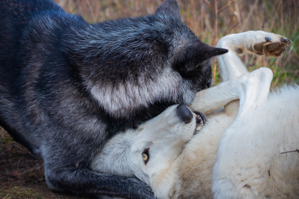Two wolves playing at each other