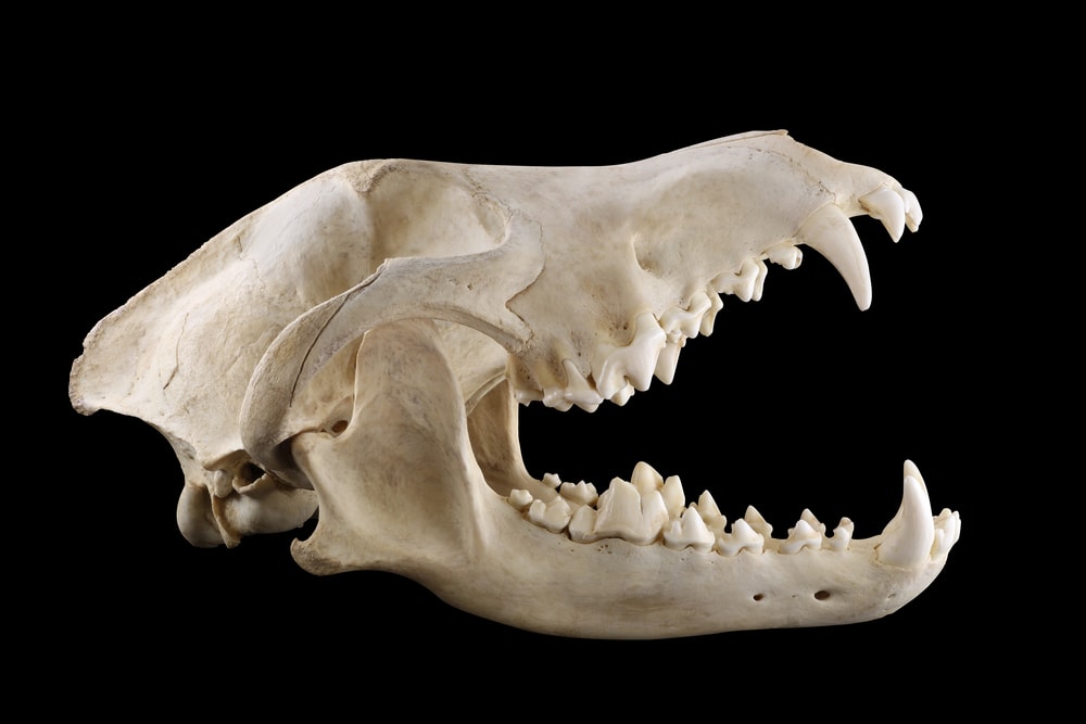 Bone of a wolf's jaw in black background