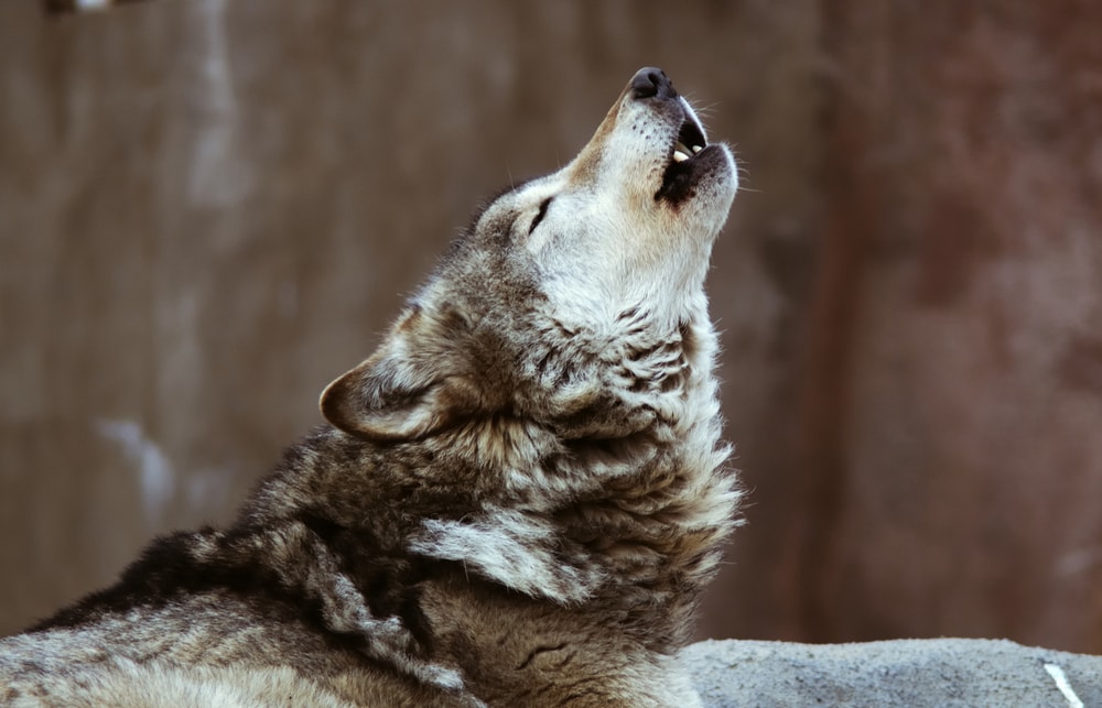 Close up photo of wolf howling on top of a rock