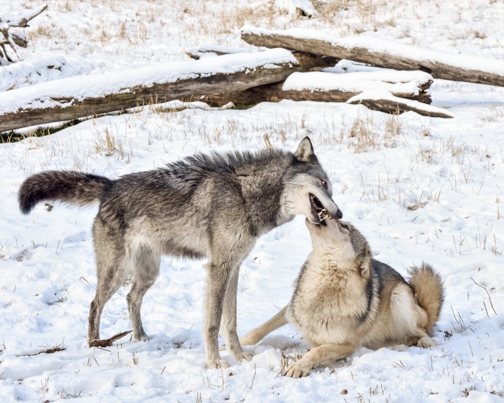 Wolves whispering to each other
