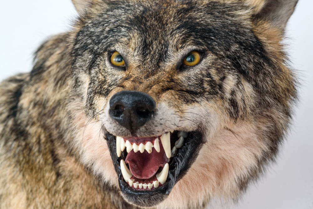 Close up photo of wolf growling