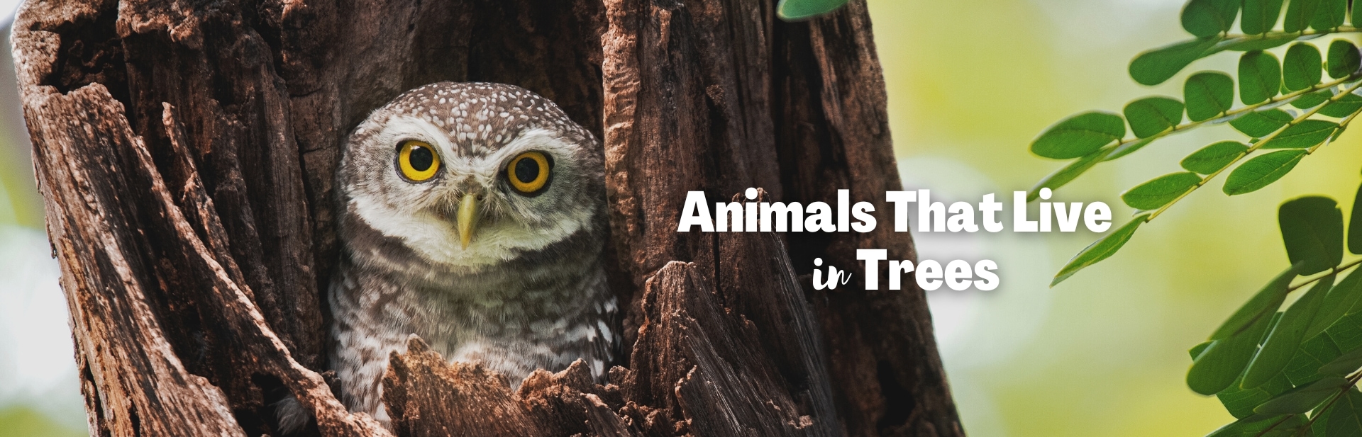 Exploring the Treetops: A Guide to 40 Animals That Live In Trees