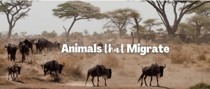 Animals that migrate featured image