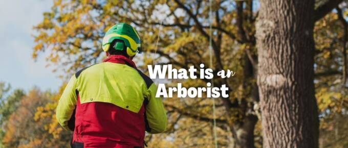 What is an arborist featured image