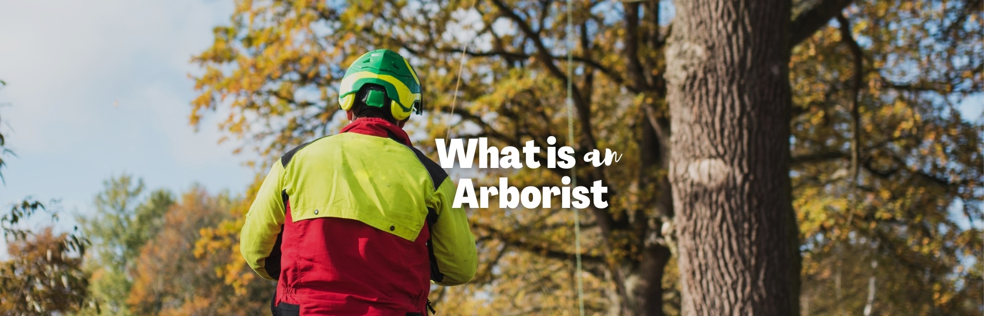 The Science of Tree Care and Maintenance: What is an Arborist?