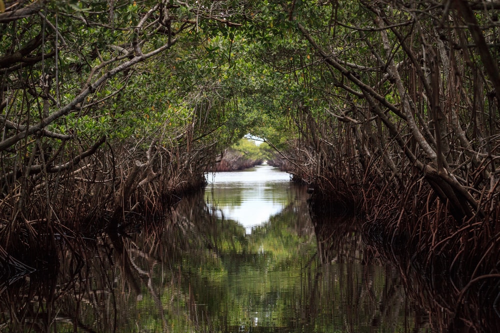 Riverway through mangrove trees in the swamp of the Everglades Florida