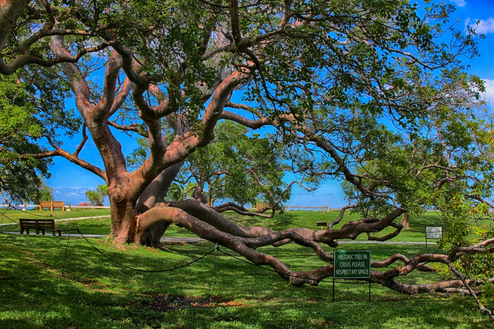 A Gumbo-limbo tree in a park