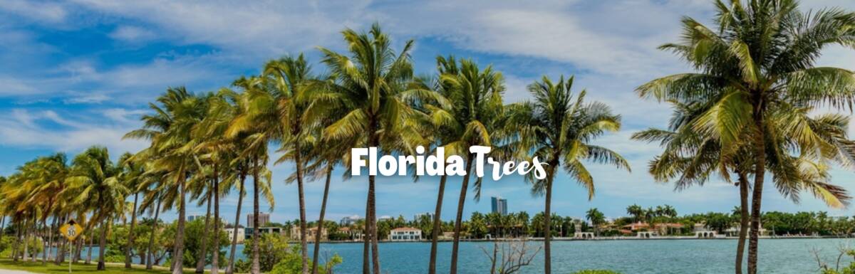 Florida Trees featured image