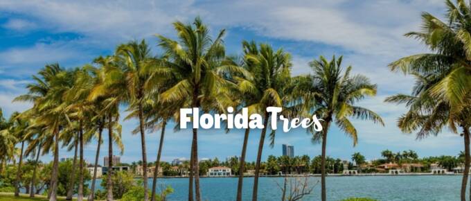 Florida Trees featured image