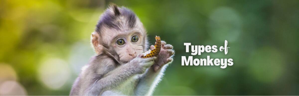 Types of monkeys featured image