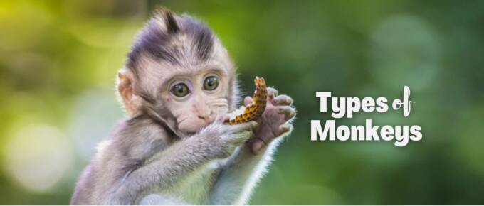 Types of monkeys featured image