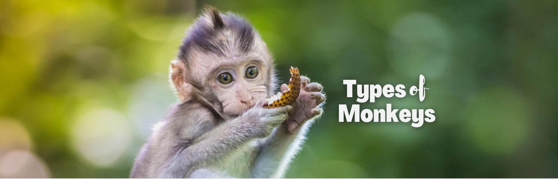 25 Remarkable Types of Monkeys: An Exploration Through The Wild