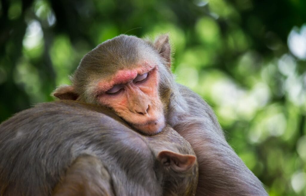 A  funny looking rhesus macaque while sleeping