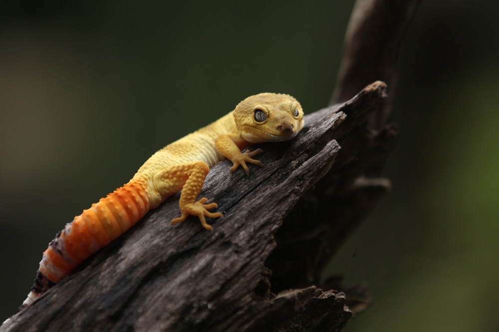 a Common Leopard Gecko resting on a tree branch
