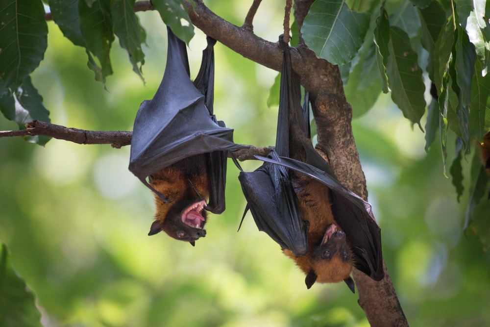 A pair of flying bats hanging upside down on a tree