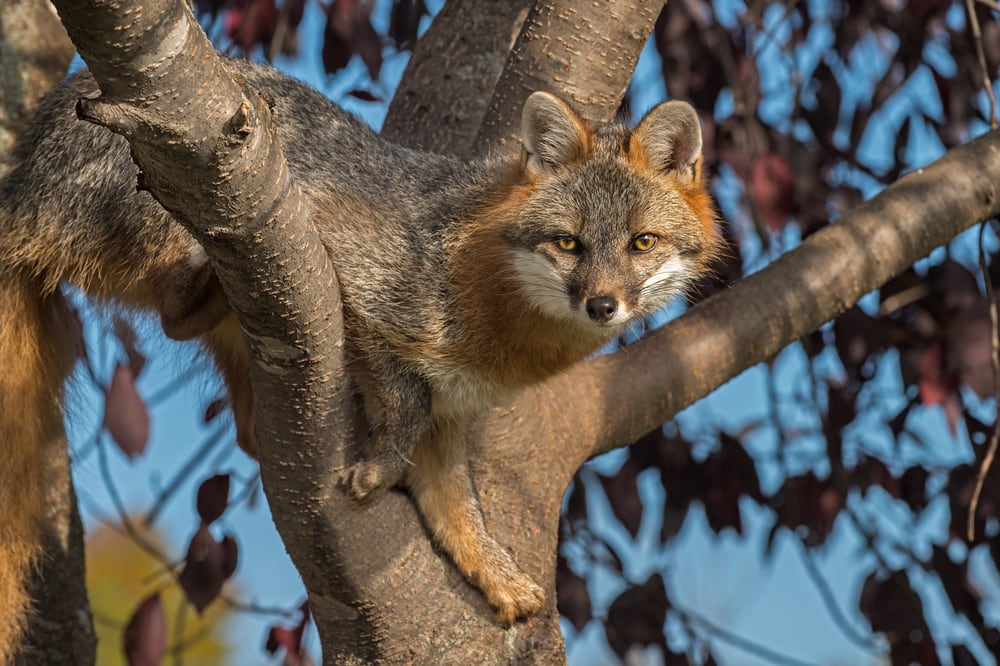 A gray fox resting on a tee