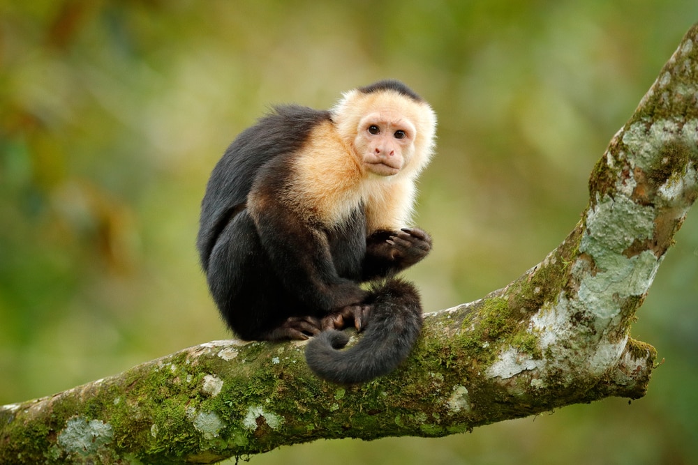White-headed Capuchin monkey sitting on tree branch
