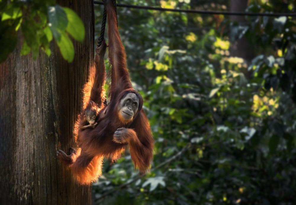 An orangutan with baby swinging from a tree