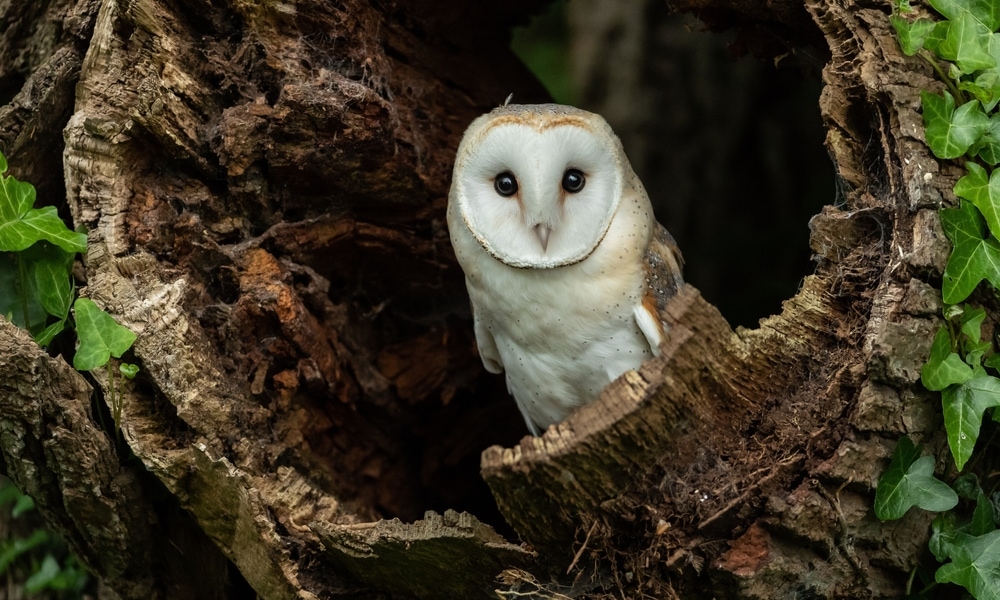 A barn owl inside a tree hollow