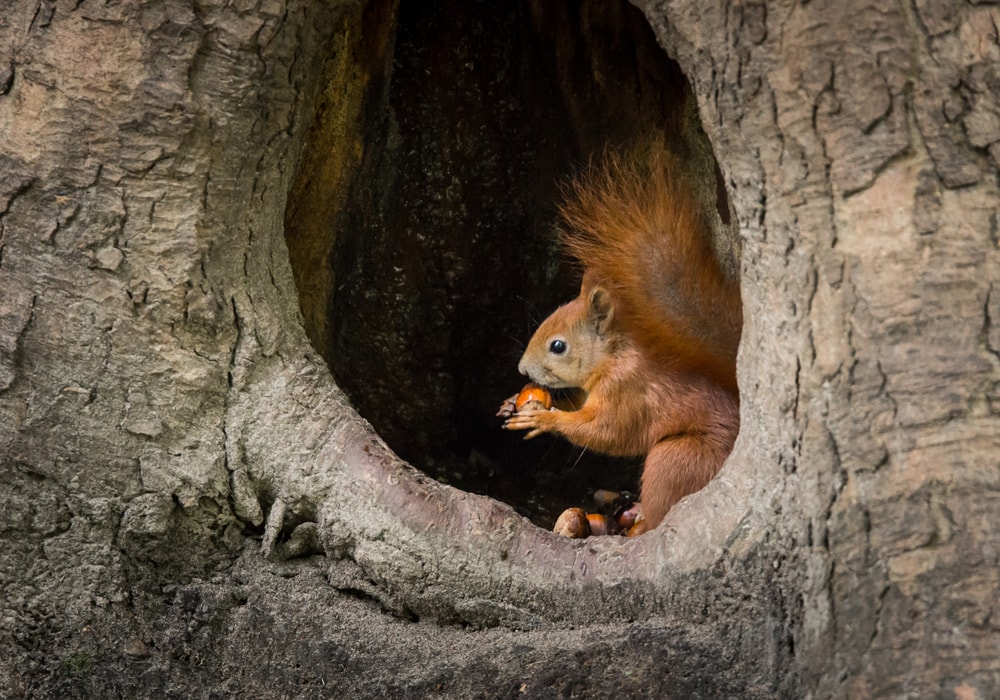 A red squirrel eating acorns inside a tree hollow