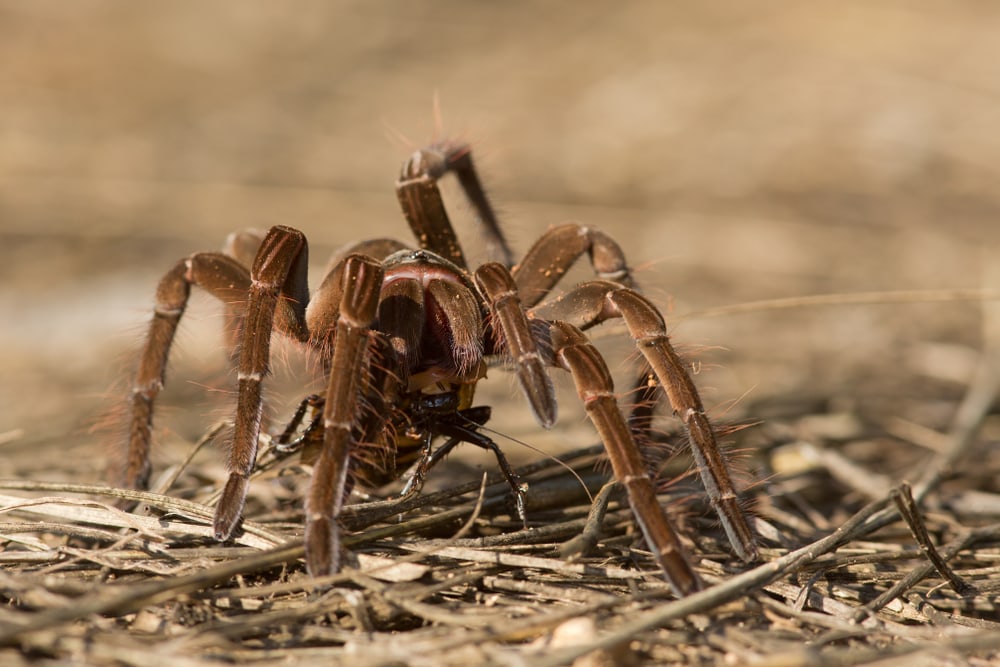 A Goliath Bird-Eating Spider standing on twigs 