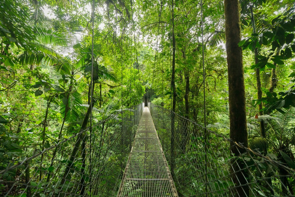 Suspension bridge in Monteverde Cloud Forest