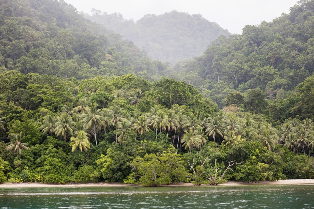 Lush rainforest grows on the island of New Britain in Papua New Guinea