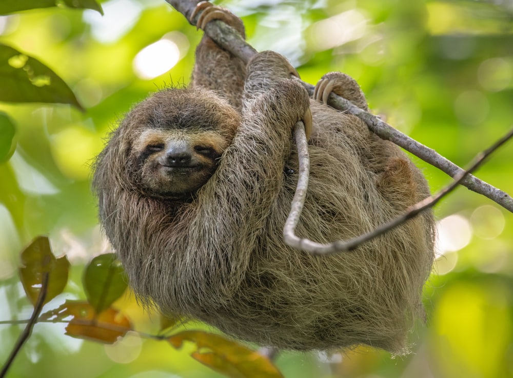 A sloth sleeping and clinging on tree branches