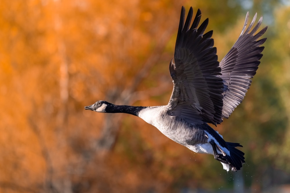 A Canadian goose in flight during autumn