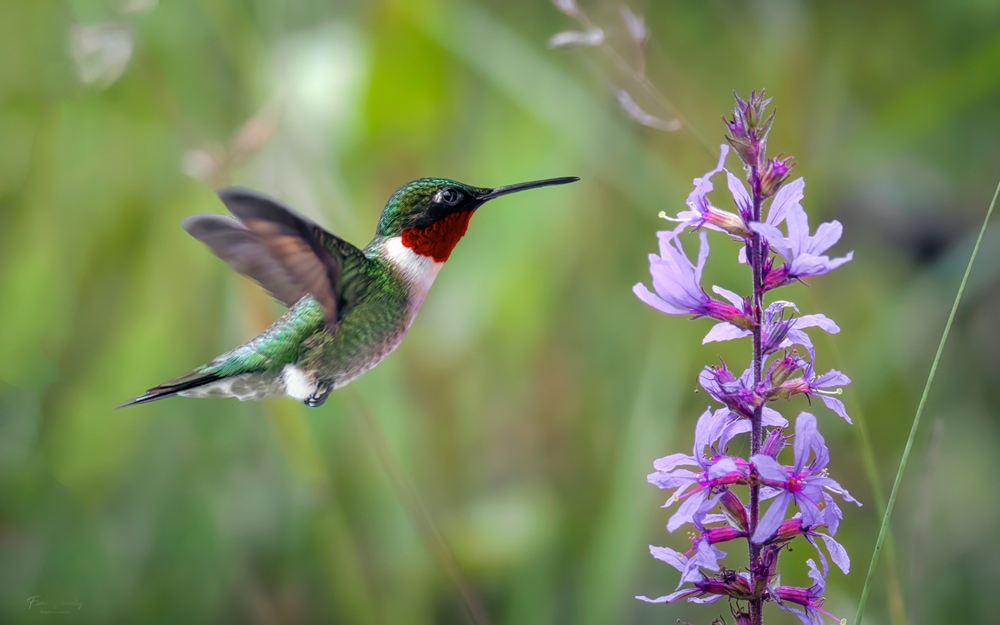 A Ruby-throated Hummingbird flyting towards a wild flower