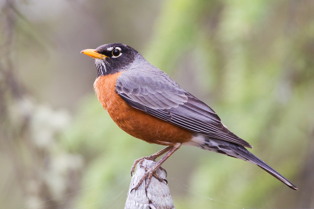 Close up image of an American robin