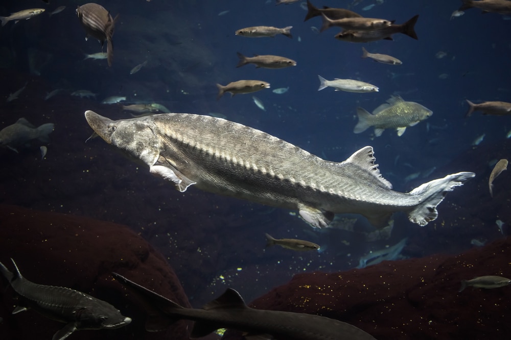 Big Atlantic sturgeon floats in deep blue salt water with other fishes