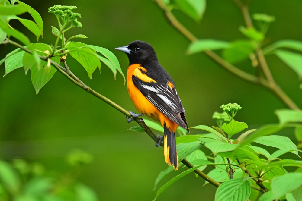 A Baltimore Oriole perched in Red Osier Dogwood