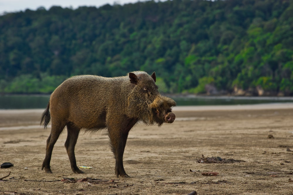 A bearded pig on a beach