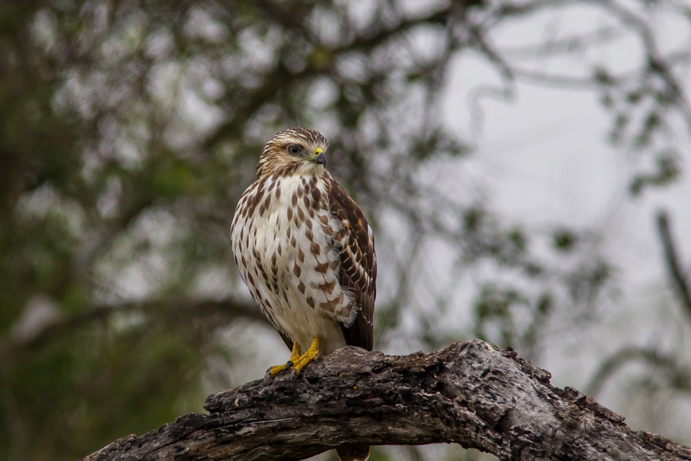 A broad-winged hawk perched on a tree 
