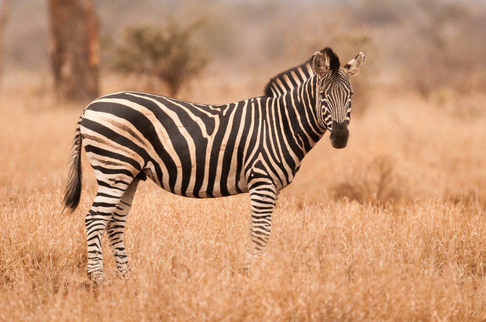 A lone Burchell's Zebra on a savanna