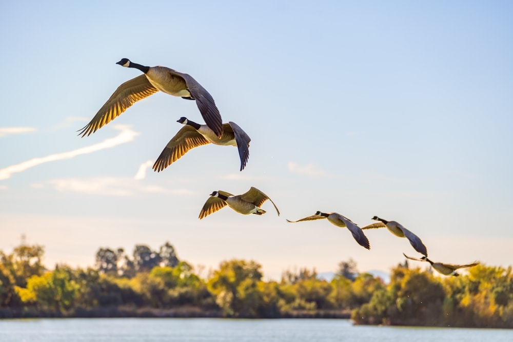 Flock of Canadian geese in flight