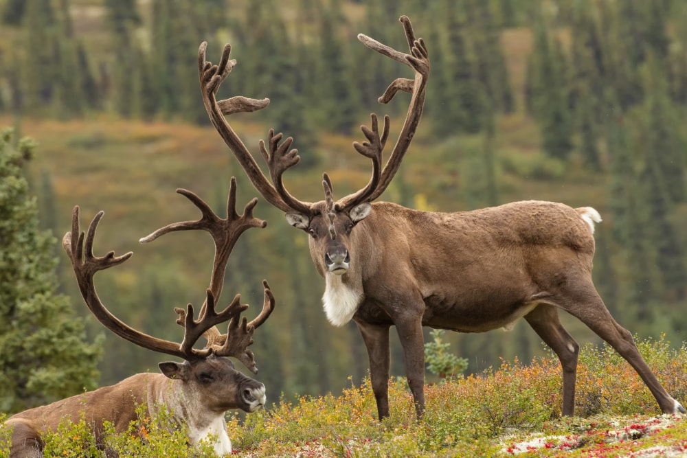 Two caribous resting on grass
