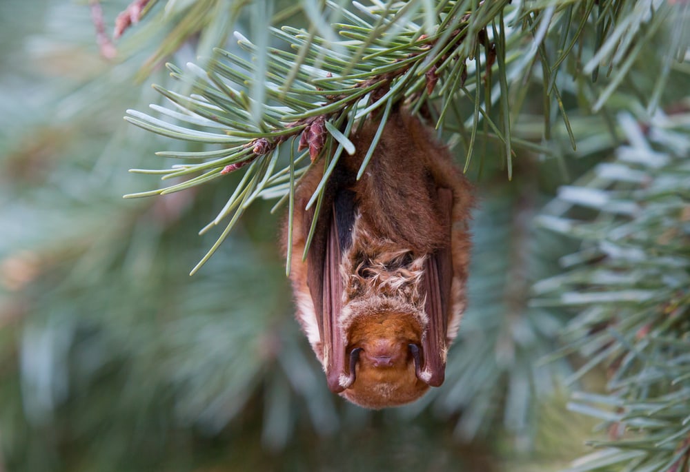 An eastern red bat hanging upside down from a pine tree