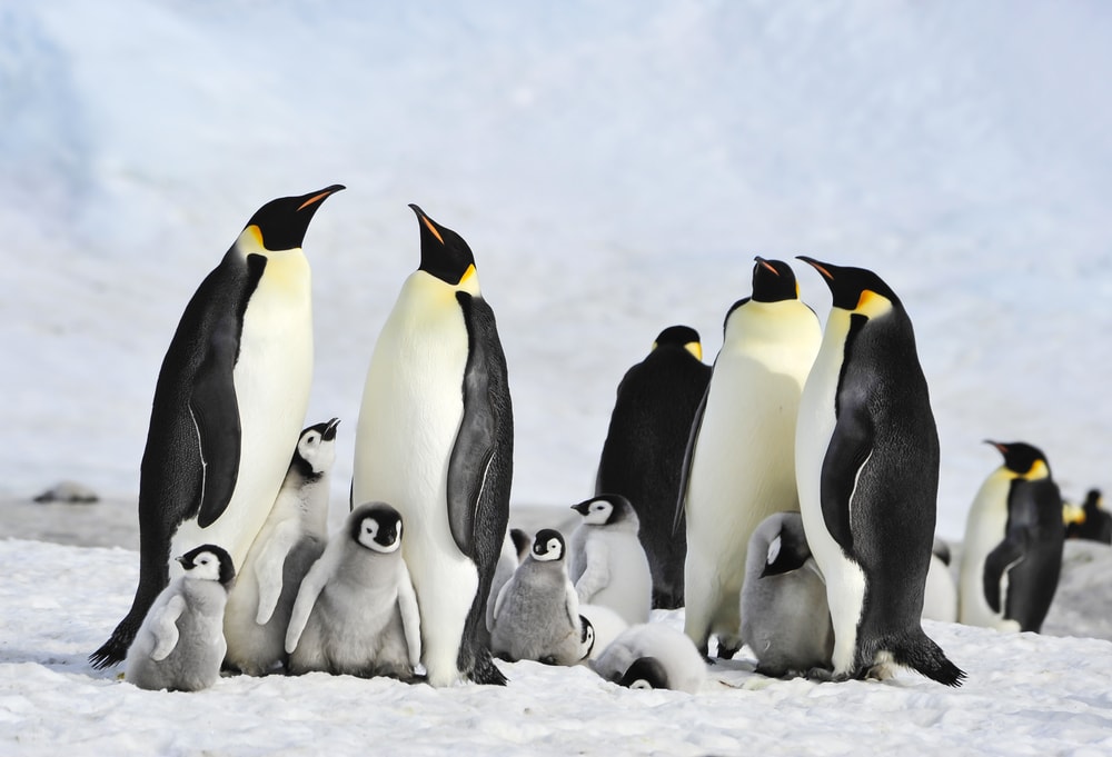 Emperor penguins on a snow floe