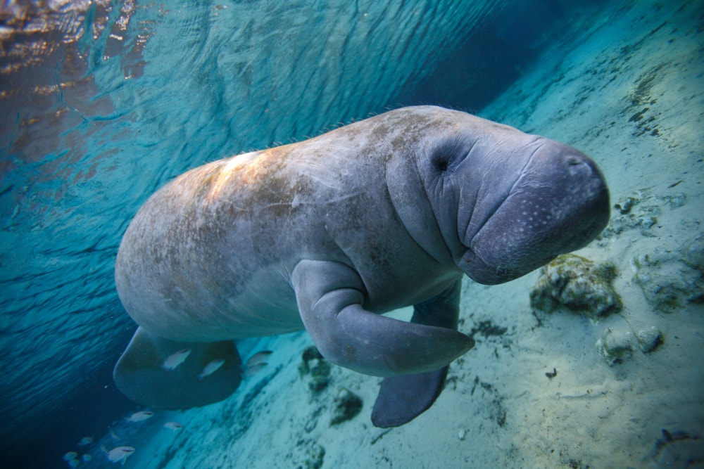 A manatee swimming in a lake in Florida
