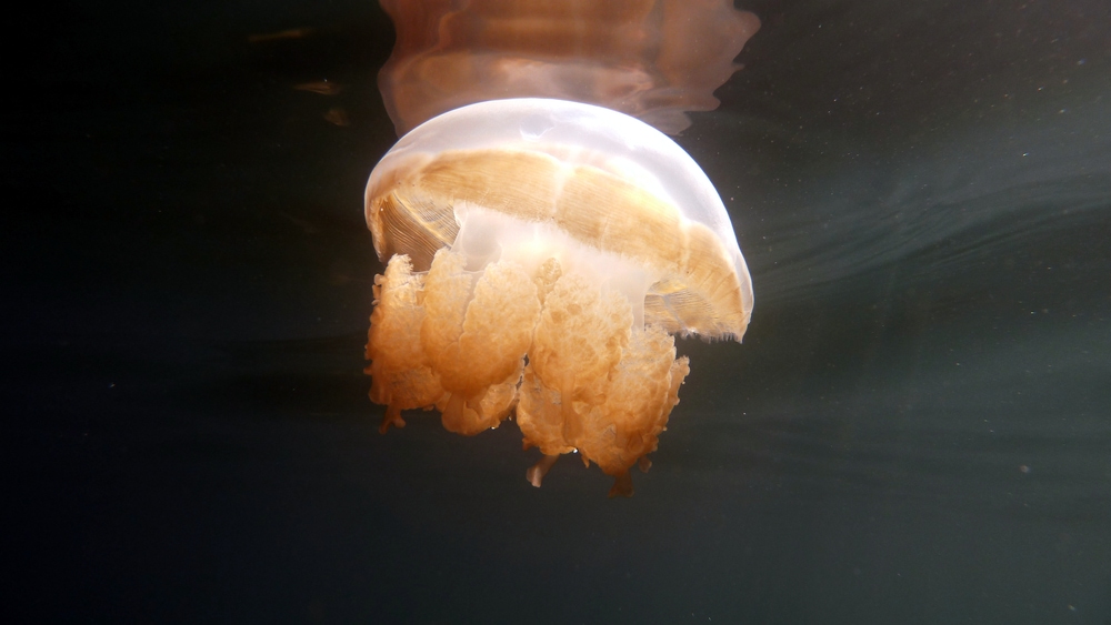 Golden jellyfish floating in the water 