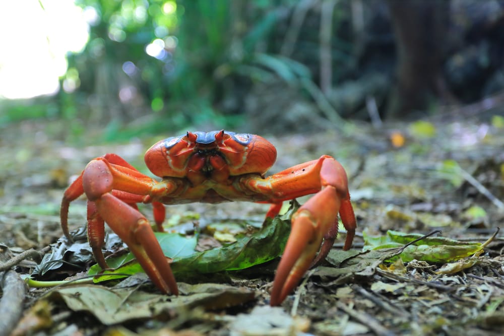 a single red crab on Christmas Island