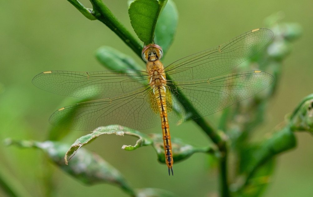 Wandering glider or Pantala flavescens resting on a green tree stem