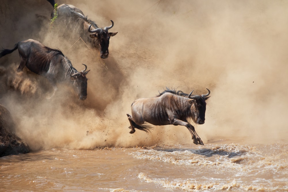 a leaping wildebeest during the Great Migration