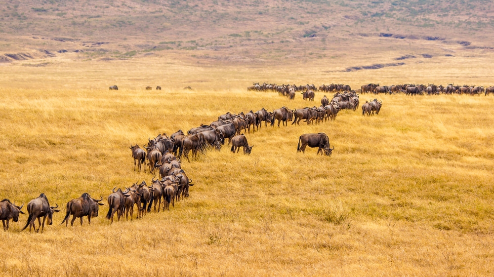 Group of wildebeest on a savannah during migration