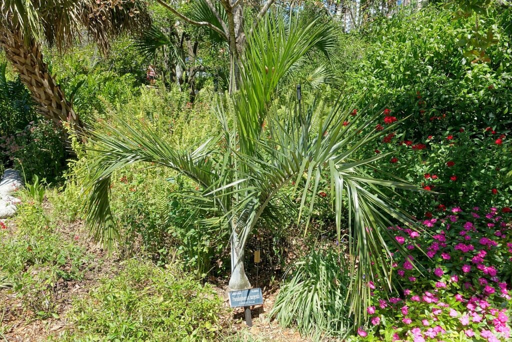 A Buccaneer palm tree in a botanical garden