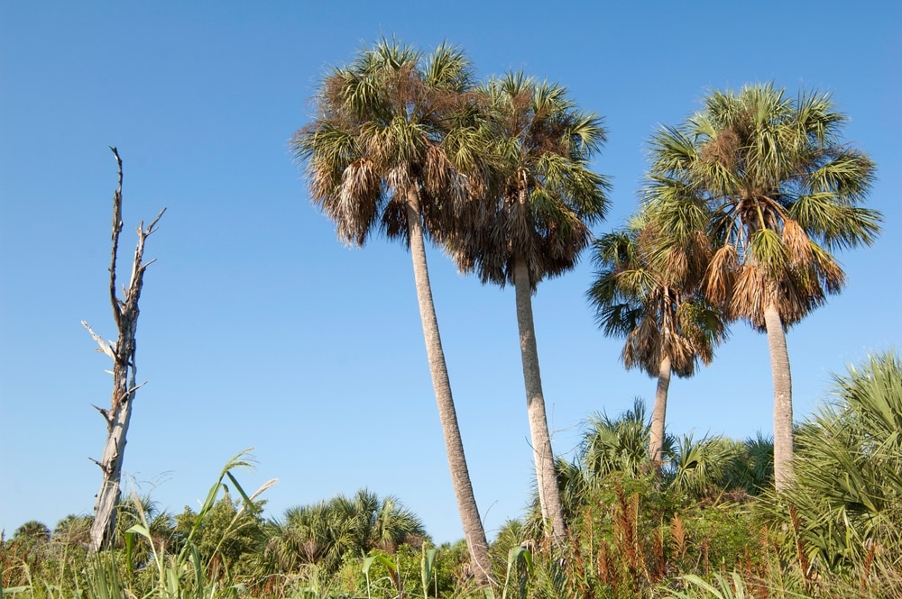 A cluster of tall cabbage palms or sabal palms towering over native ferns and grasses